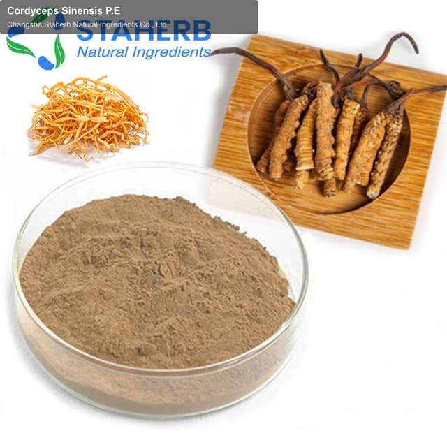 Cordyceps Sinensis P.E