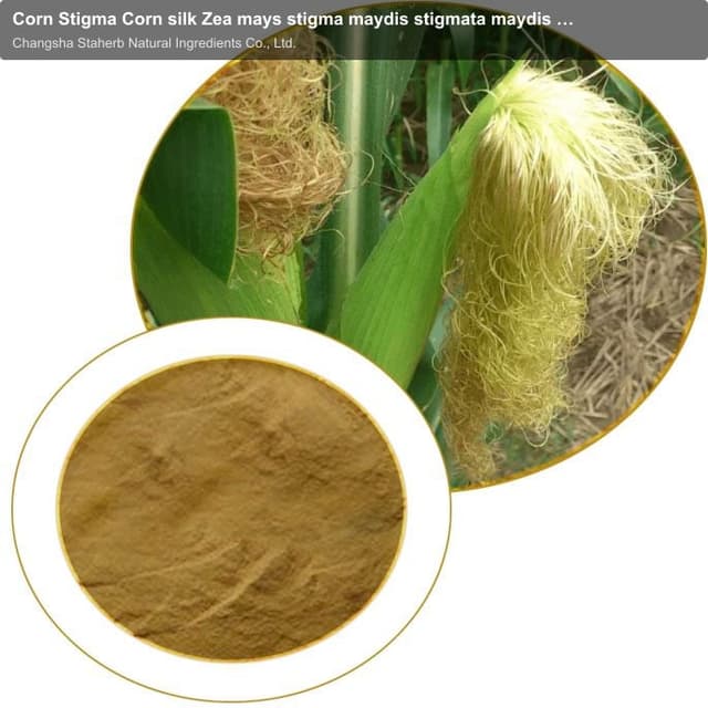 Corn Stigma Corn silk Zea mays stigma maydis stigmata maydis extract