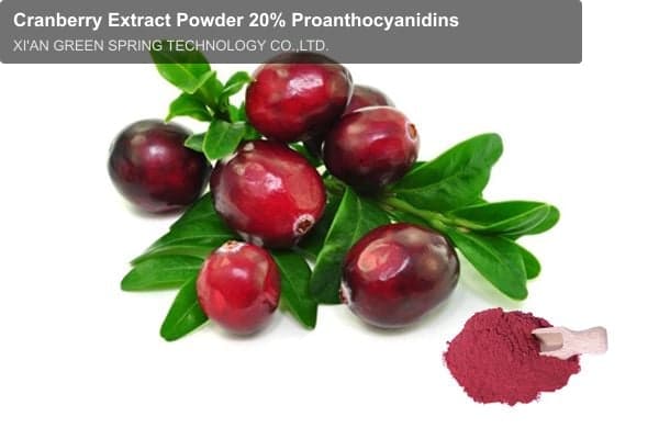 Cranberry Extract Powder 20% Proanthocyanidins