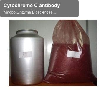 Cytochrome C antibody