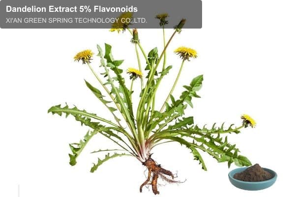 Dandelion Extract 5% Flavonoids