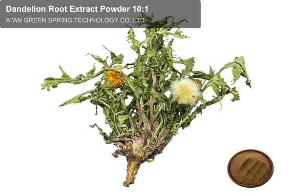 Dandelion Root Extract Powder 10:1