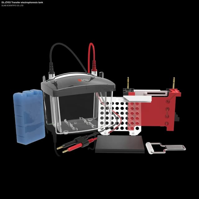 DL-ZY03 Transfer electrophoresis tank