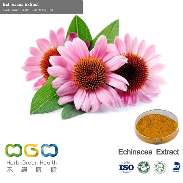Echinacea Extract