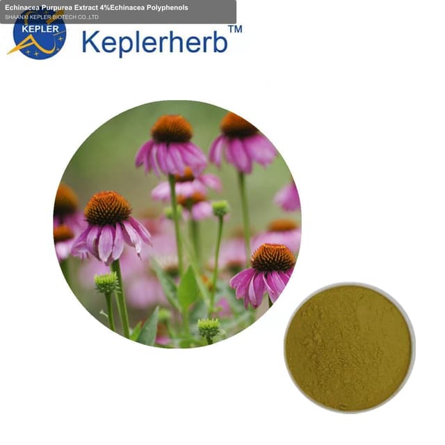 Echinacea Purpurea Extract 4%Echinacea Polyphenols