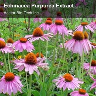 Echinacea Purpurea Extract powder
