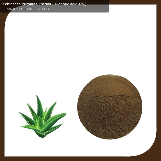 Echinacea Purpurea Extract（Cichoric acid 4%）