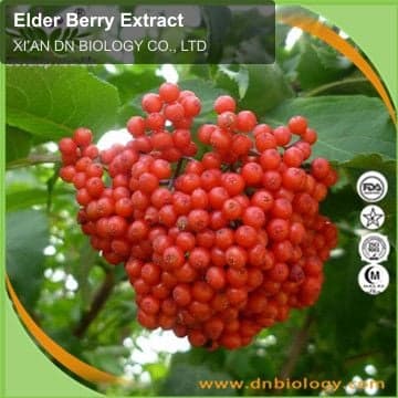Elder Berry Extract