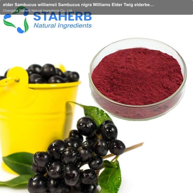 elder Sambucus williamsii Sambucus nigra Williams Elder Twig elderberry extract elder Sambucus willi