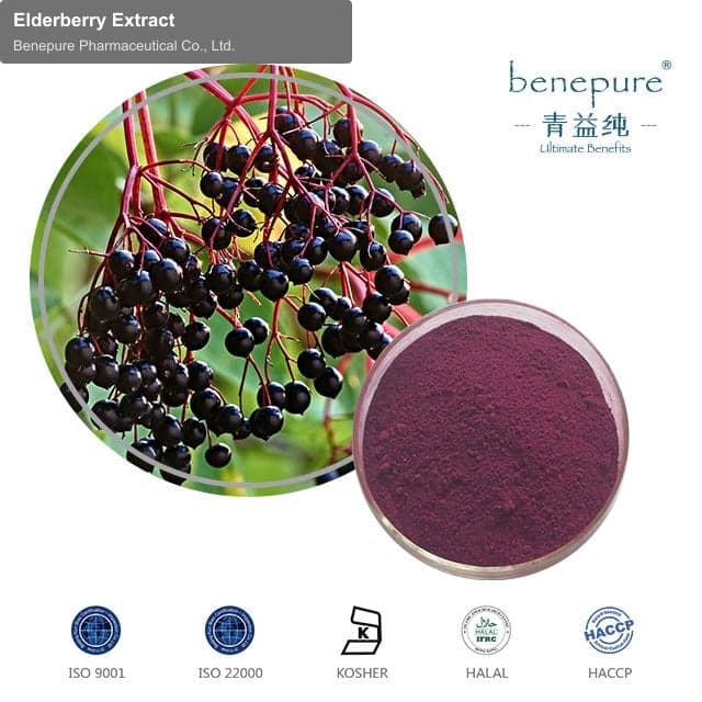 Elderberry Extract