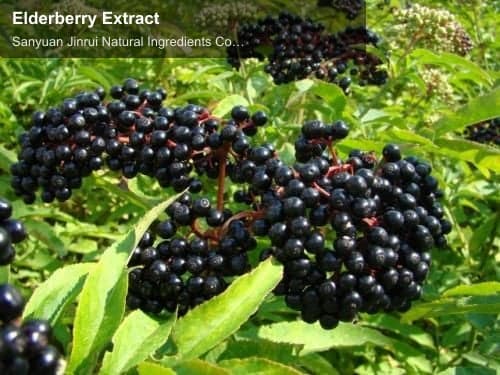 Elderberry Extract