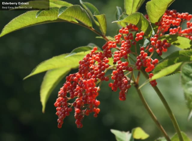 Elderberry Extract