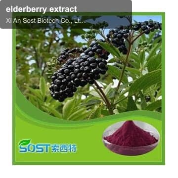 elderberry extract