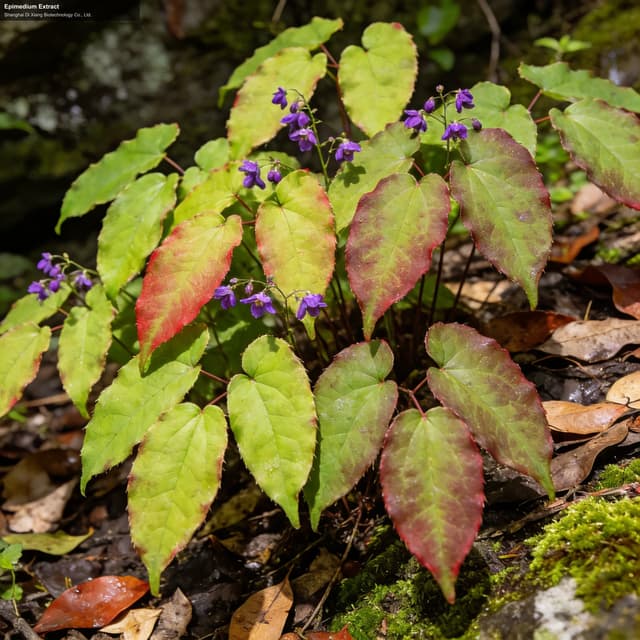 Epimedium Extract