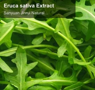 Eruca sativa Extract