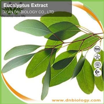Eucalyptus Extract