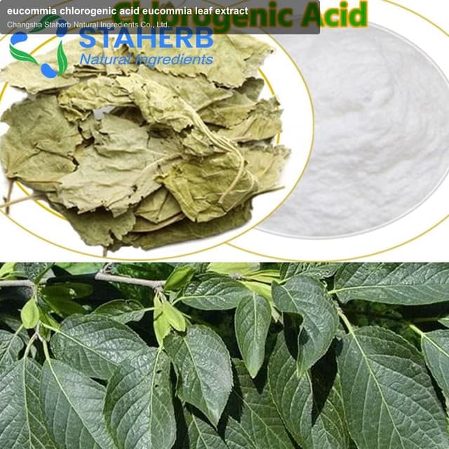 eucommia chlorogenic acid eucommia leaf extract