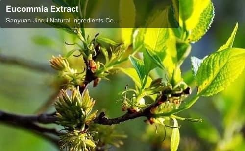 Eucommia Extract