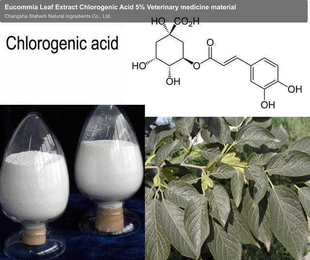 Eucommia Leaf Extract Chlorogenic Acid 5% Veterinary medicine material