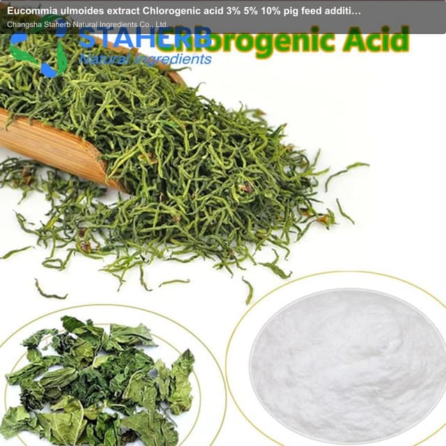 Eucommia ulmoides extract Chlorogenic acid 3% 5% 10% pig feed additive