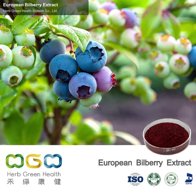 European Bilberry Extract