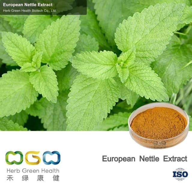 European Nettle Extract