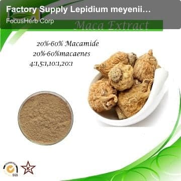 Factory Supply Lepidium meyenii Extract. Maca Root Extract Powder