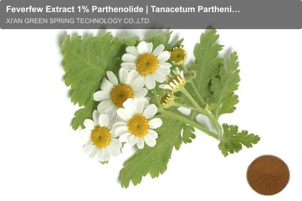 Feverfew Extract 1% Parthenolide | Tanacetum Parthenium Extract | Green Spring Technology