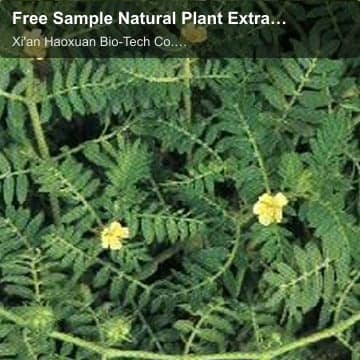 Free Sample Natural Plant Extract Saponins 20-90% Tribulus Terrestris Extract