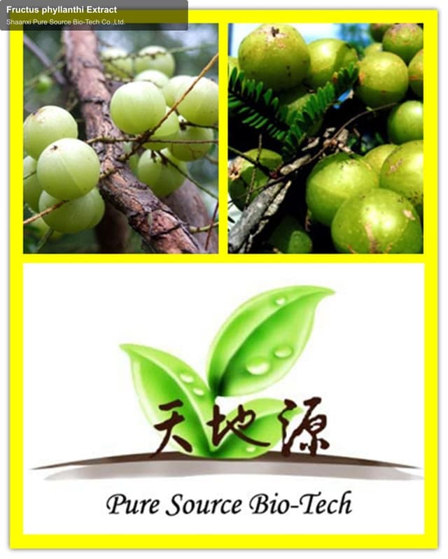 Fructus phyllanthi Extract