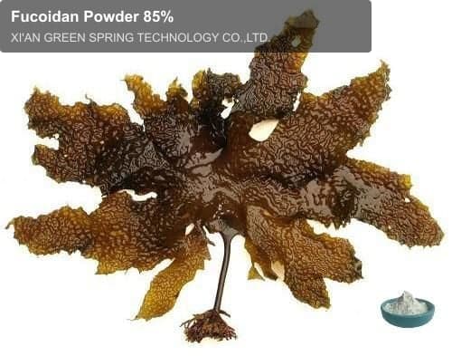 Fucoidan Powder 85%