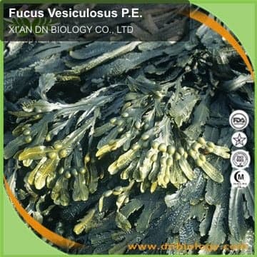 Fucus Vesiculosus P.E.