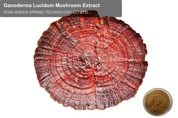 Ganoderma Lucidum Mushroom Extract