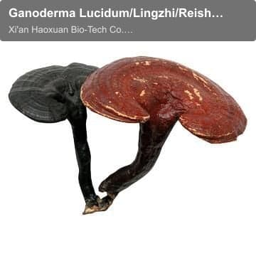 Ganoderma Lucidum/Lingzhi/Reishi Mushroom Extract Reishi Spore Oil Triterpene Glycosides