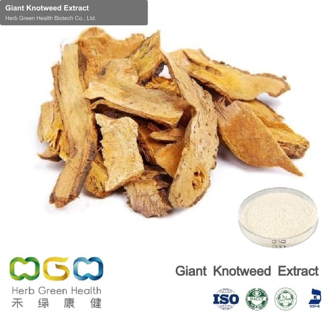 Giant Knotweed Extract