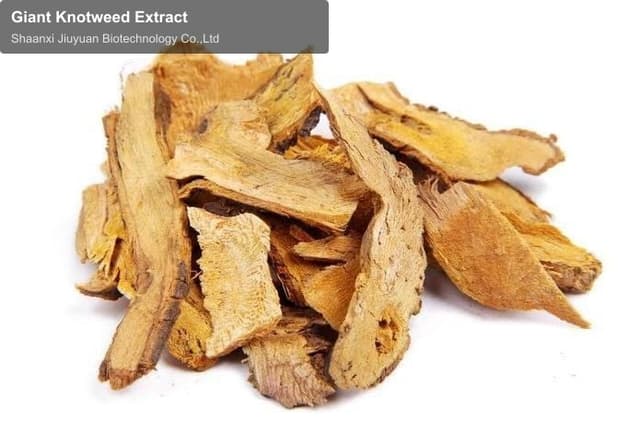 Giant Knotweed Extract