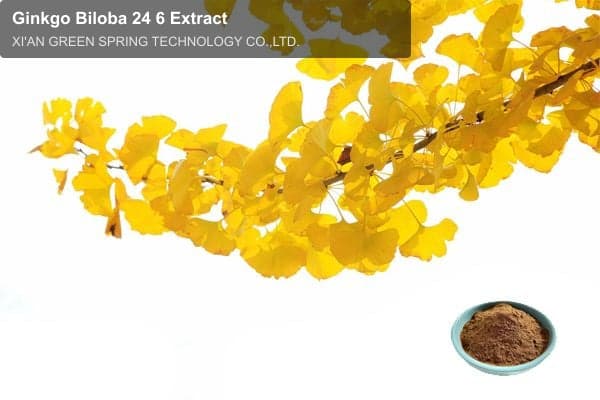 Ginkgo Biloba 24 6 Extract