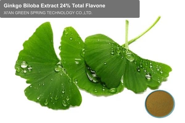 Ginkgo Biloba Extract 24% Total Flavone