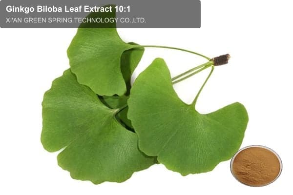 Ginkgo Biloba Leaf Extract 10:1