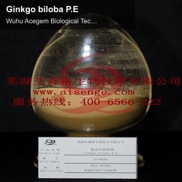 Ginkgo biloba P.E