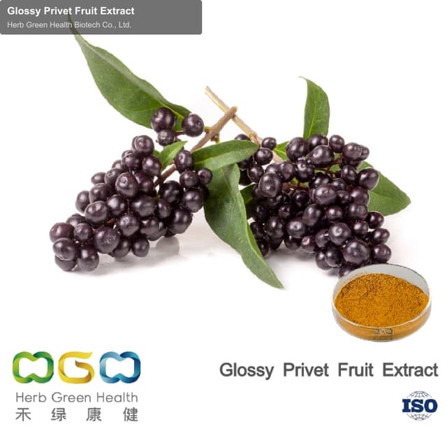 Glossy Privet Fruit Extract
