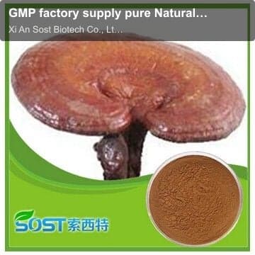 GMP factory supply pure Natural Ganoderma lucidum Extract