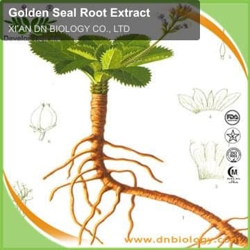 Golden Seal Root Extract