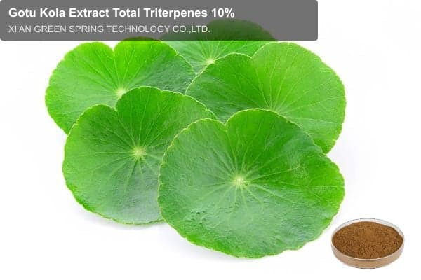 Gotu Kola Extract Total Triterpenes 10%