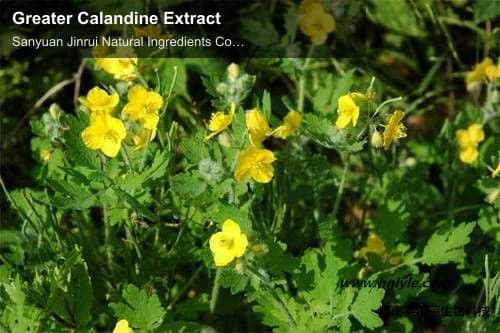 Greater Calandine Extract