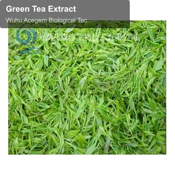 Green Tea Extract