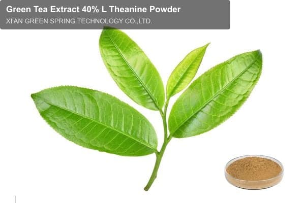 Green Tea Extract 40% L Theanine Powder