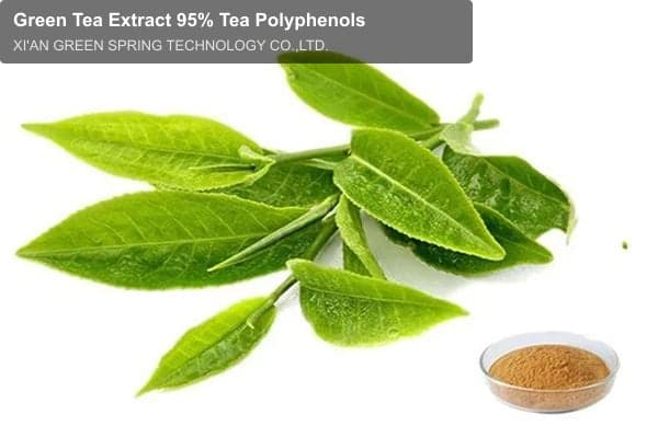 Green Tea Extract 95% Tea Polyphenols