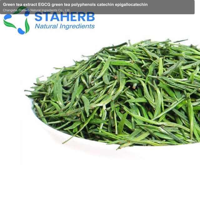 Green tea extract EGCG green tea polyphenols catechin epigallocatechin
