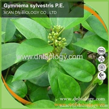 Gymnema sylvestris P.E.